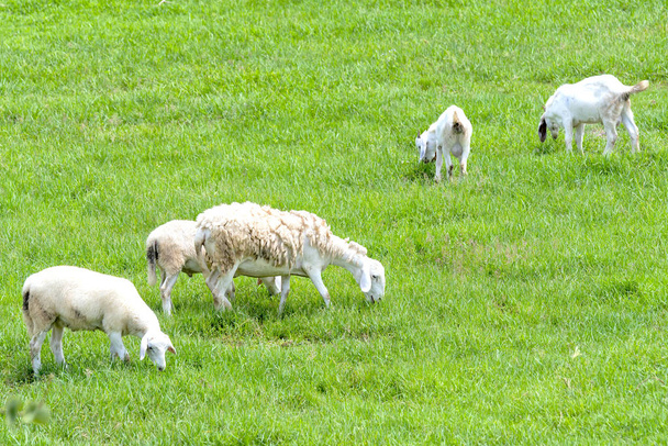 Les moutons sont pâturés dans une ferme à la campagne
 - Photo, image