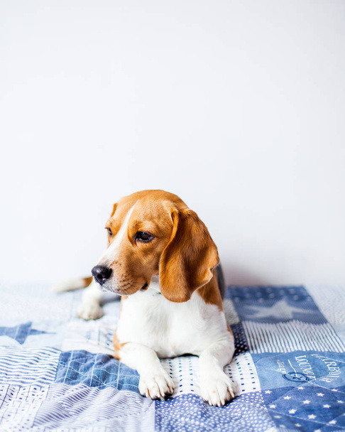 Beagle hond op witte achtergrond thuis zit op bed.  - Foto, afbeelding