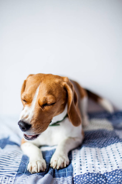 Beagle dog on white background at home lies on bed. beagle sneezes  - Foto, Imagen