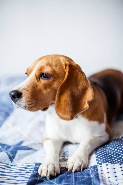 Beagle chien sur fond blanc à la maison est assis sur le lit
.  - Photo, image
