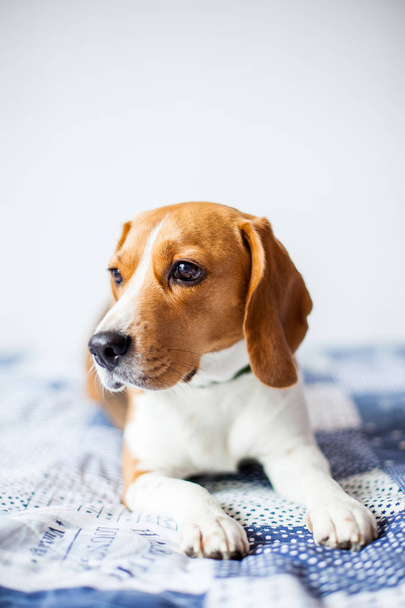 Pes Beagle na bílém pozadí doma sedí na posteli.  - Fotografie, Obrázek