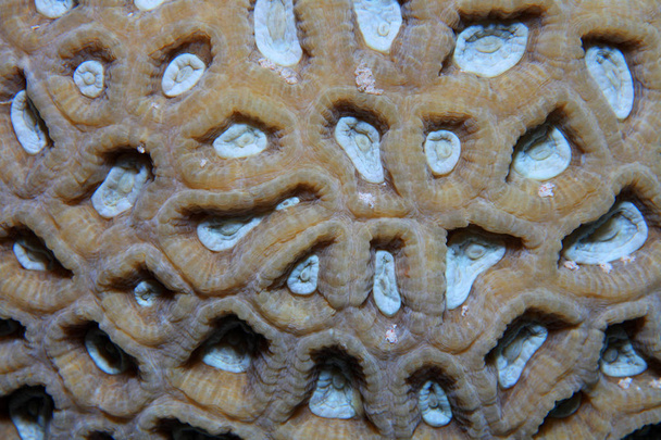 Lähikuva siirtomaa kivinen koralli
 - Valokuva, kuva