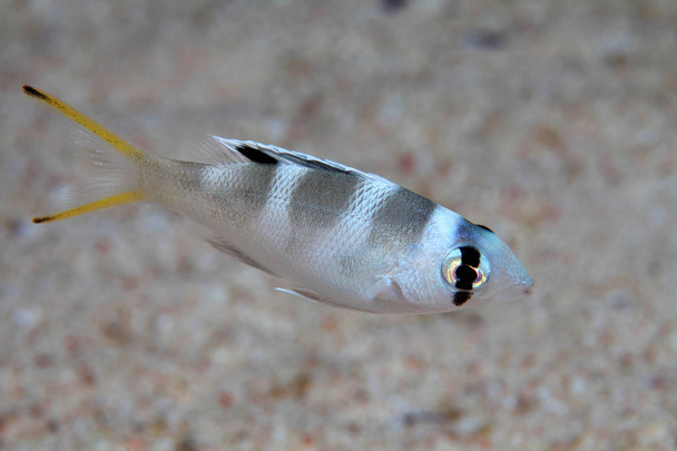 Juvenile bigeye emperor fish - Photo, Image