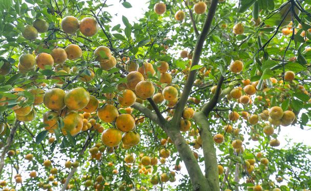 Nahaufnahme von reifen Mandarinen, die an Zweigen hängen - Foto, Bild