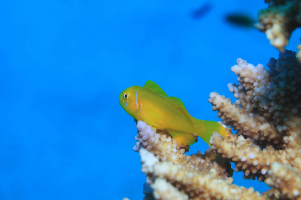 Citron corail gobie poisson
 - Photo, image