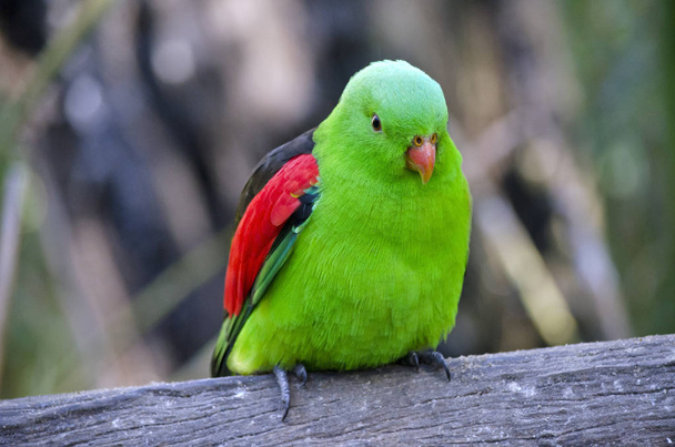 Rode gevleugelde papegaai - Foto, afbeelding