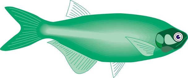 Красиво риби вектор
 - Вектор, зображення