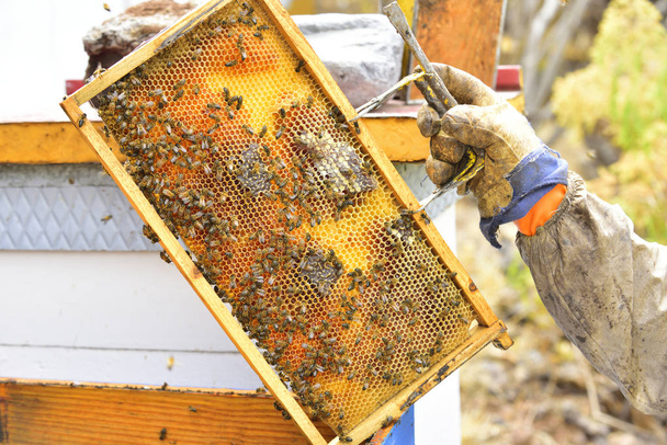 Yksityiskohta divisioonan hallituksen pesästä, mehiläishoitajasta, joka valmistelee hunajan erottamista
. - Valokuva, kuva