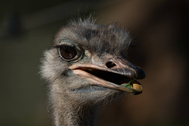 Close-up van de kop van struisvogel kauwen gras - Foto, afbeelding