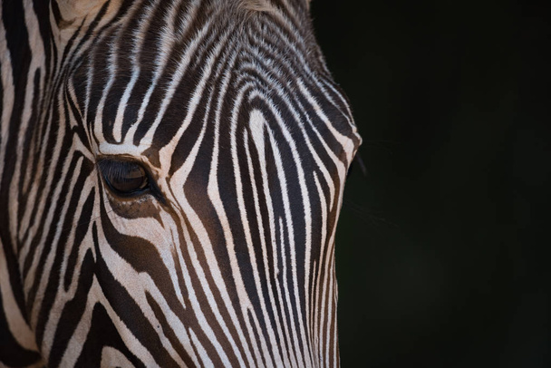 Крупный план серой зебры, смотрящей в камеру
 - Фото, изображение
