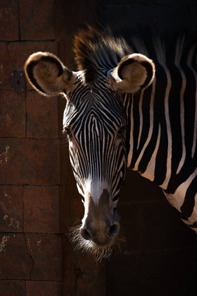 Detail hlavy zebra Grévyho na slunci - Fotografie, Obrázek