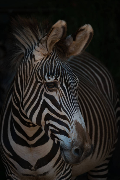 Крупный план серой зебры с повернутой головой
 - Фото, изображение