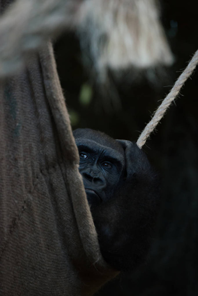 Gorila en sombra hamaca cuerda arañazos cabeza
 - Foto, imagen