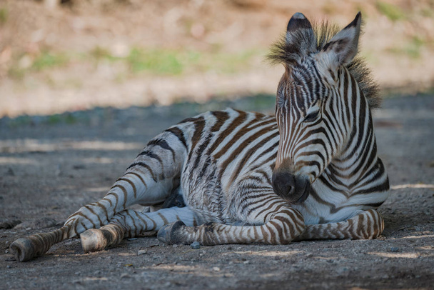 Dětská zebra Grévyho, ležel s hlavou zvýšené - Fotografie, Obrázek