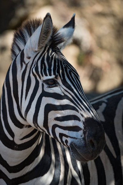 Nahaufnahme von fettigen Zebras bei strahlendem Sonnenschein - Foto, Bild