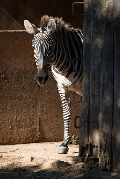 Grevy Zebra steht vor sonnigem Scheunentor - Foto, Bild