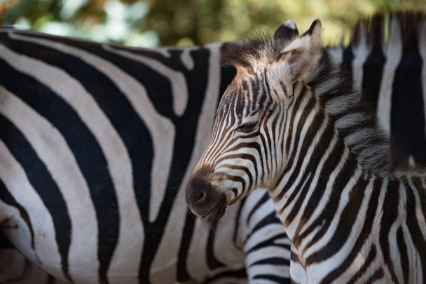 Nahaufnahme von Baby Grevy Zebra neben Mutter - Foto, Bild