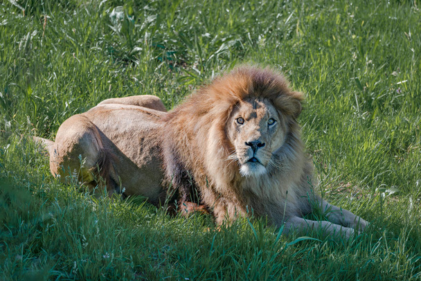 Hombre león acostado mira a la cámara
 - Foto, Imagen