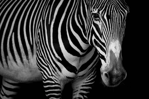 Mono close-up of Grevy zebra looking at camera - Photo, Image