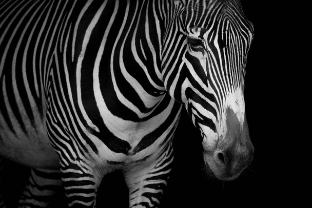 Mono close-up of Grevy zebra looking down
 - Фото, изображение