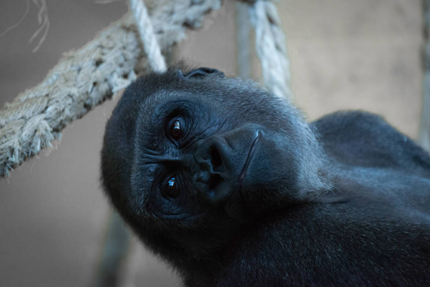 Gros plan de la tête de gorille dans un hamac à corde
 - Photo, image