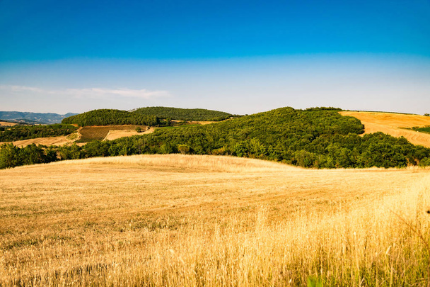 Wheatfield a hegyek Toszkána Olaszország között. - Fotó, kép