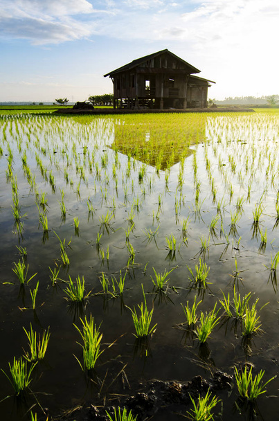 Dilapidada casa de madera en el medio del arrozal sobre la belleza
 - Foto, Imagen