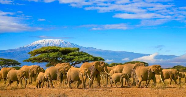 Kilimanjaro Tanzania Elefantes africanos Safari Kenia
 - Foto, imagen