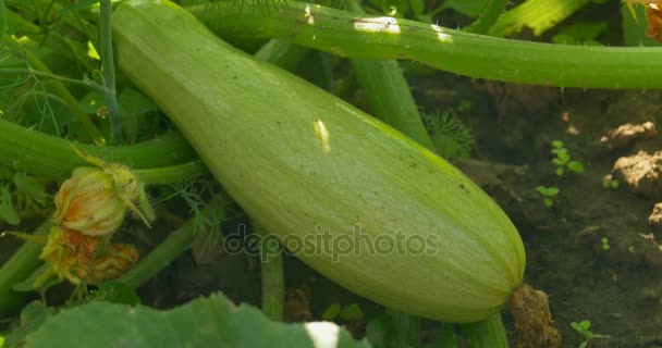 Zucchini im Garten, Zucchini mit Ernte. Außenbereich. - Filmmaterial, Video