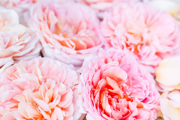 ostin peach pink roses pattern background texture  - Fotoğraf, Görsel