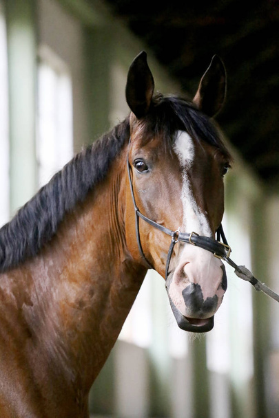 Cavalo de corrida gentil olhando para a câmera no salão de equitação
 - Foto, Imagem