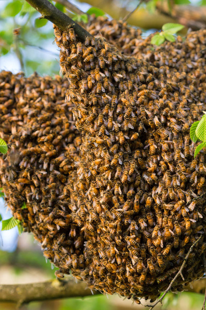 Arılar drone - Fotoğraf, Görsel