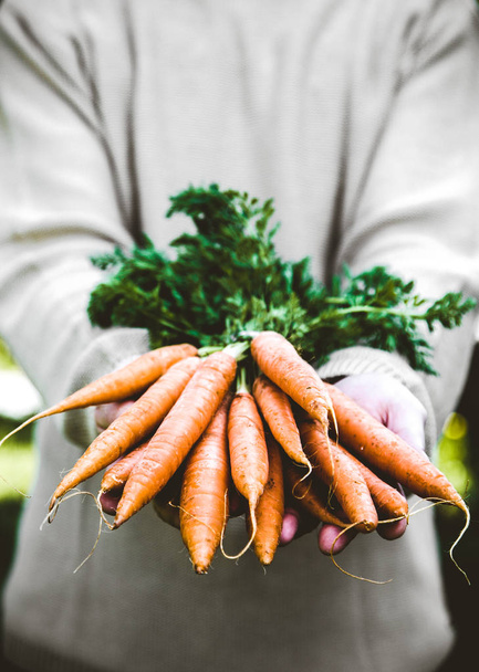 Fresh carrots and farmer - Fotoğraf, Görsel