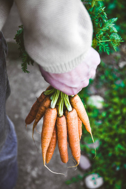 Fresh carrots and farmer - 写真・画像