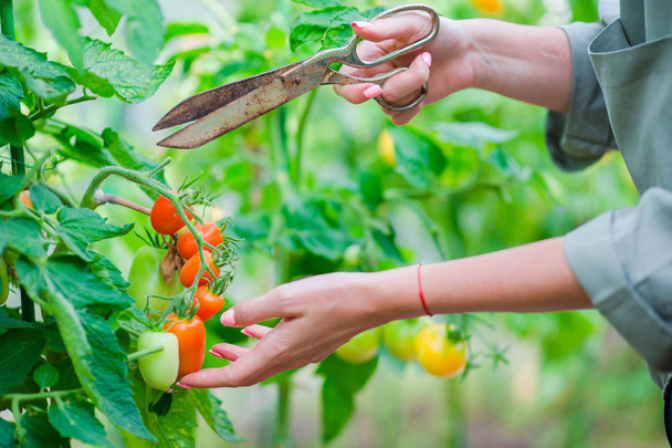 Rote Tomaten im Gewächshaus, Frau schneidet ihre Ernte ab - Foto, Bild