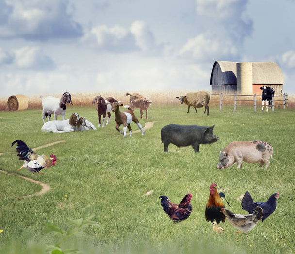 landbouwhuisdieren collage - Foto, afbeelding