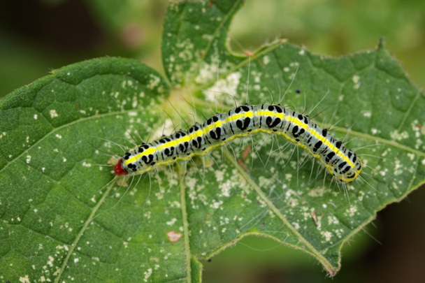 Image of Hairy caterpillar (Eupterote testacea) on green leaves. - Photo, Image
