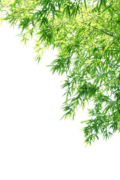 бамбуковые листья фона
 - Фото, изображение