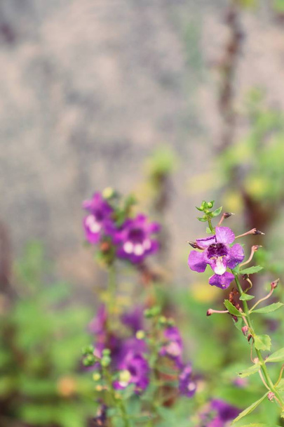 Fleurs violettes dans la nature
 - Photo, image