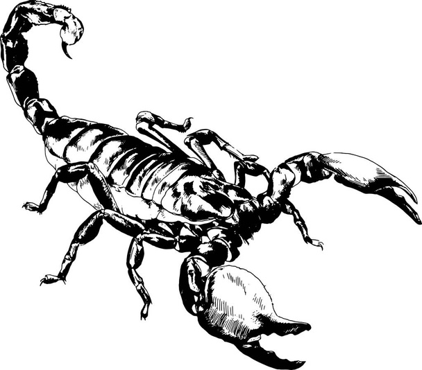 striker Scorpion with a poisonous sting drawn in ink by hand on a white background - Vector, Imagen