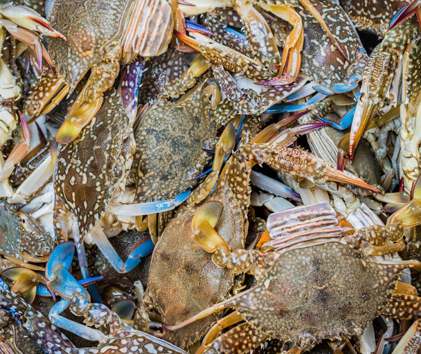 close up shot of blue swimming crabs . - Photo, Image