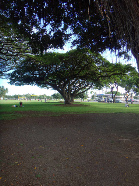 Banyan trees in Wailoa Park, Hilo, Hawaii. - Foto, Bild