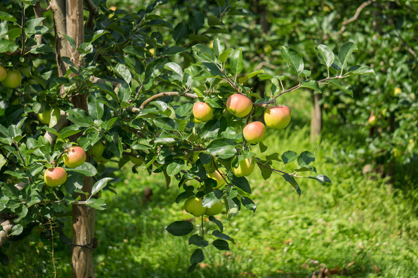 omenoita puussa
 - Valokuva, kuva