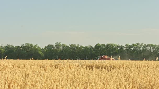 Combinar cosechadora en campo de trigo - Imágenes, Vídeo