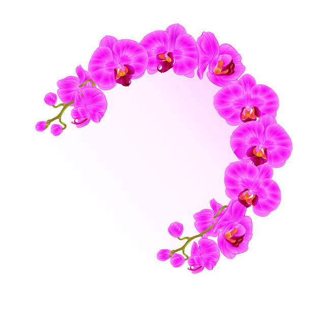 Rám orchidejí Phalaenopsis fialové květy tropické rostliny zelený stonek a pupeny vintage vektorové Botanická ilustrace - Vektor, obrázek