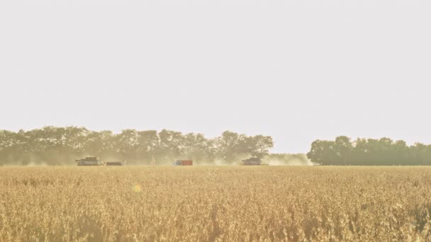 Combinar cosechadora en campo de trigo - Imágenes, Vídeo