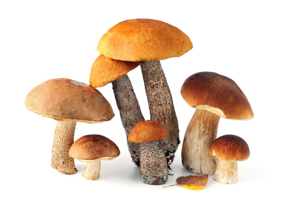 Group of different bolete mushrooms on white isolated background - Foto, Imagen