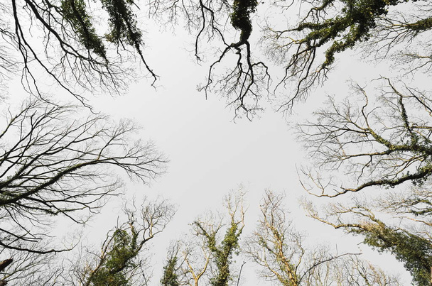 Treetop alulról - Fotó, kép
