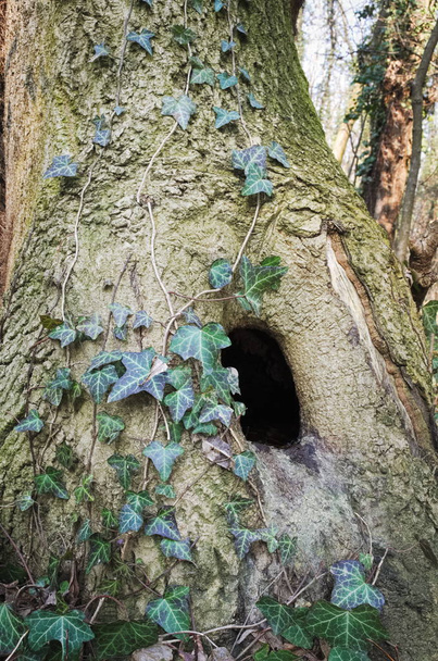Tronco de árbol con agujero
 - Foto, Imagen
