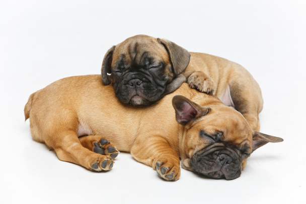 bonito francês bulldog cachorros dormindo - Foto, Imagem